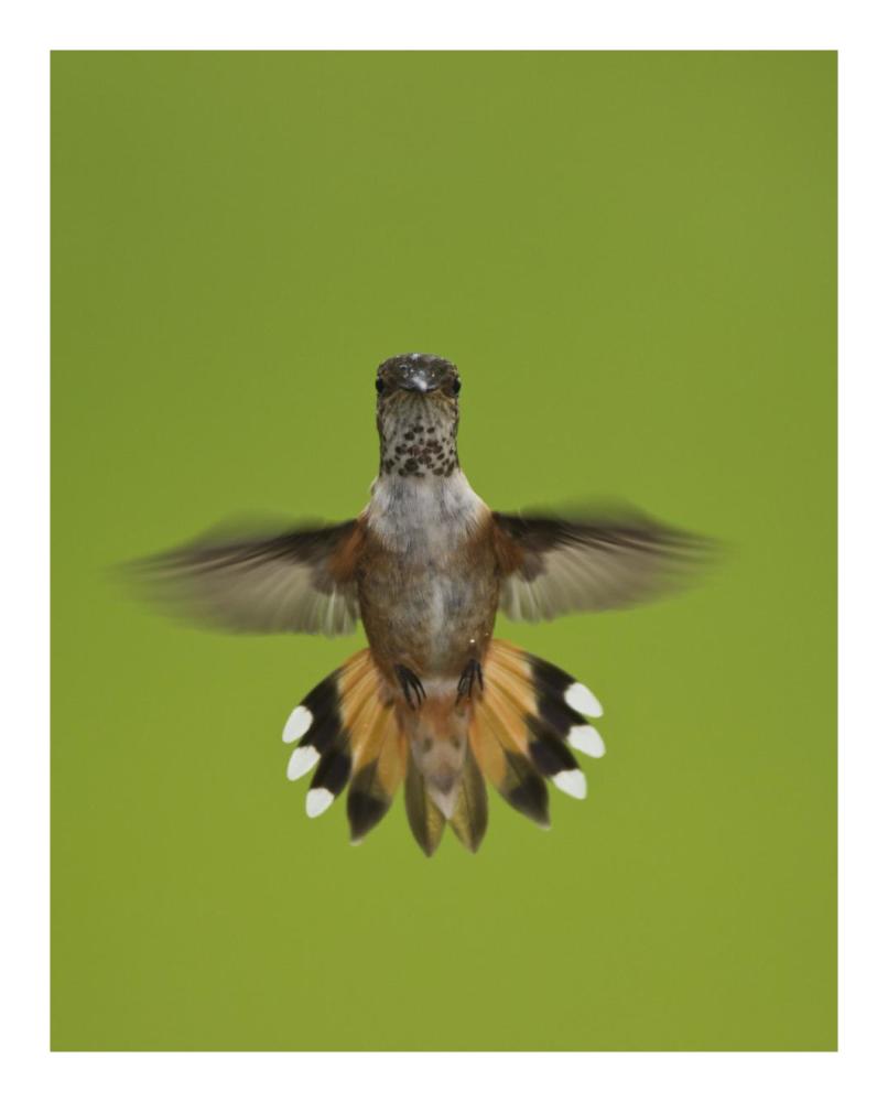 Rufous Hummingbird hovering, Stikine River Delta, Alaska-Paper Art-18"x22"