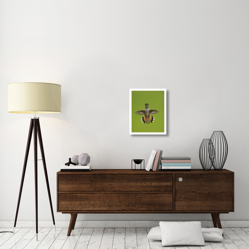 Rufous Hummingbird hovering, Stikine River Delta, Alaska-Paper Art-18&quotx22"