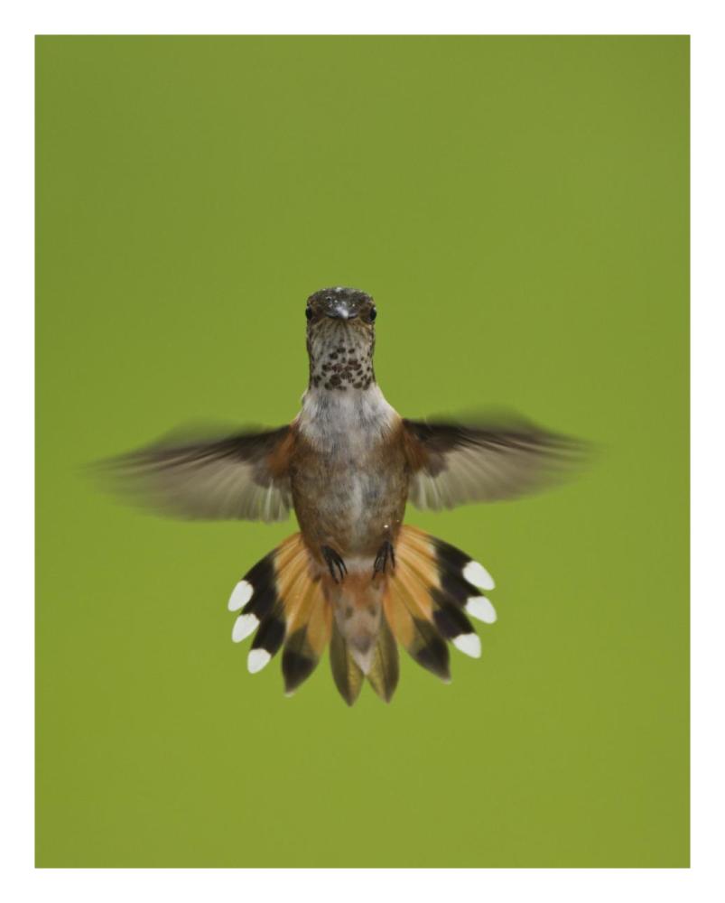 Rufous Hummingbird hovering, Stikine River Delta, Alaska-Paper Art-22"x26"