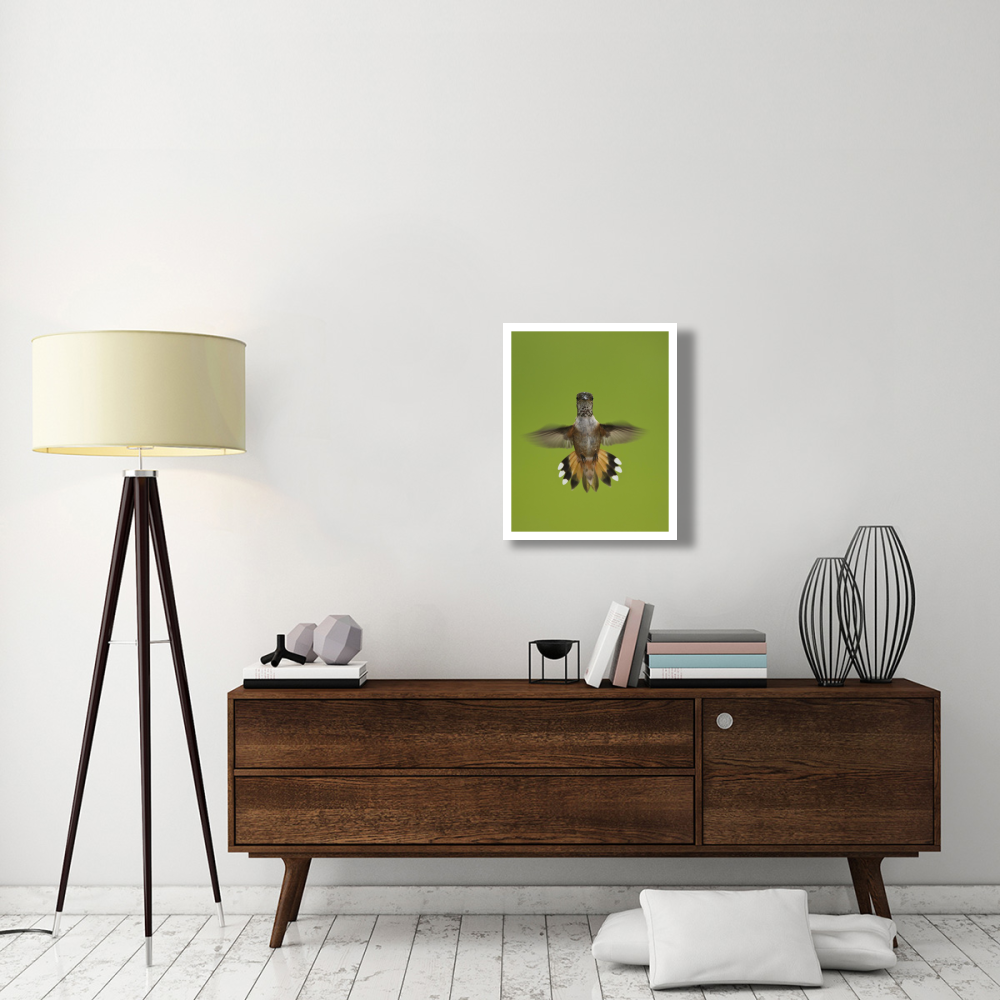 Rufous Hummingbird hovering, Stikine River Delta, Alaska-Paper Art-22&quotx26"