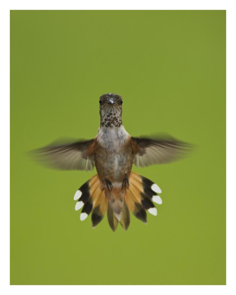 Rufous Hummingbird hovering, Stikine River Delta, Alaska-Paper Art-24"x30"