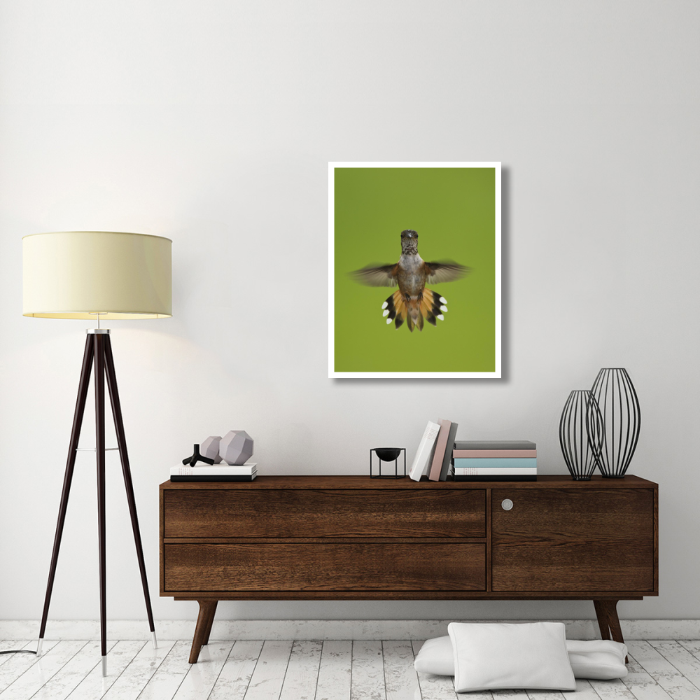 Rufous Hummingbird hovering, Stikine River Delta, Alaska-Paper Art-30&quotx37"