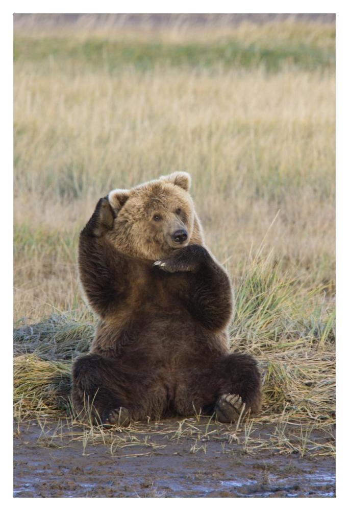 Grizzly Bear scratching ear, Katmai National Park, Alaska-Paper Art-14"x20"