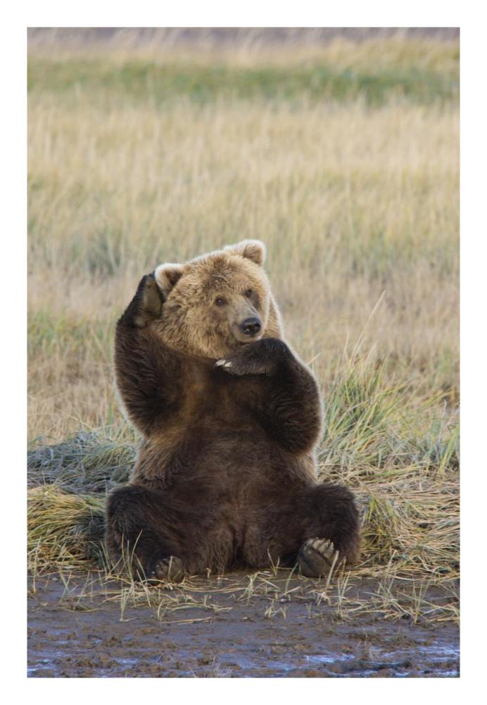 Grizzly Bear scratching ear, Katmai National Park, Alaska-Paper Art-18"x26"