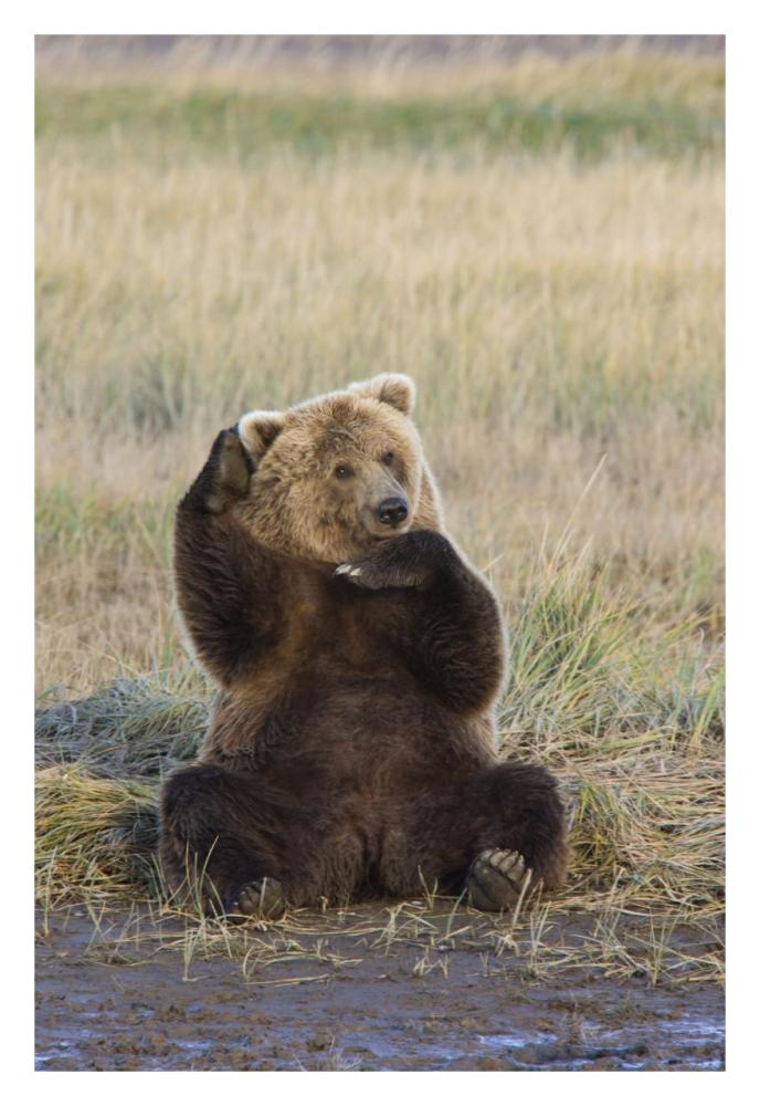 Grizzly Bear scratching ear, Katmai National Park, Alaska-Paper Art-22"x32"