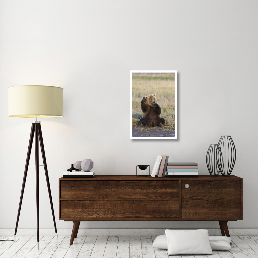 Grizzly Bear scratching ear, Katmai National Park, Alaska-Paper Art-22&quotx32"