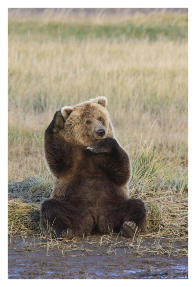 Grizzly Bear scratching ear, Katmai National Park, Alaska-Paper Art-26"x38"