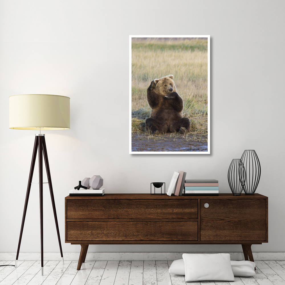 Grizzly Bear scratching ear, Katmai National Park, Alaska-Paper Art-34&quotx50"