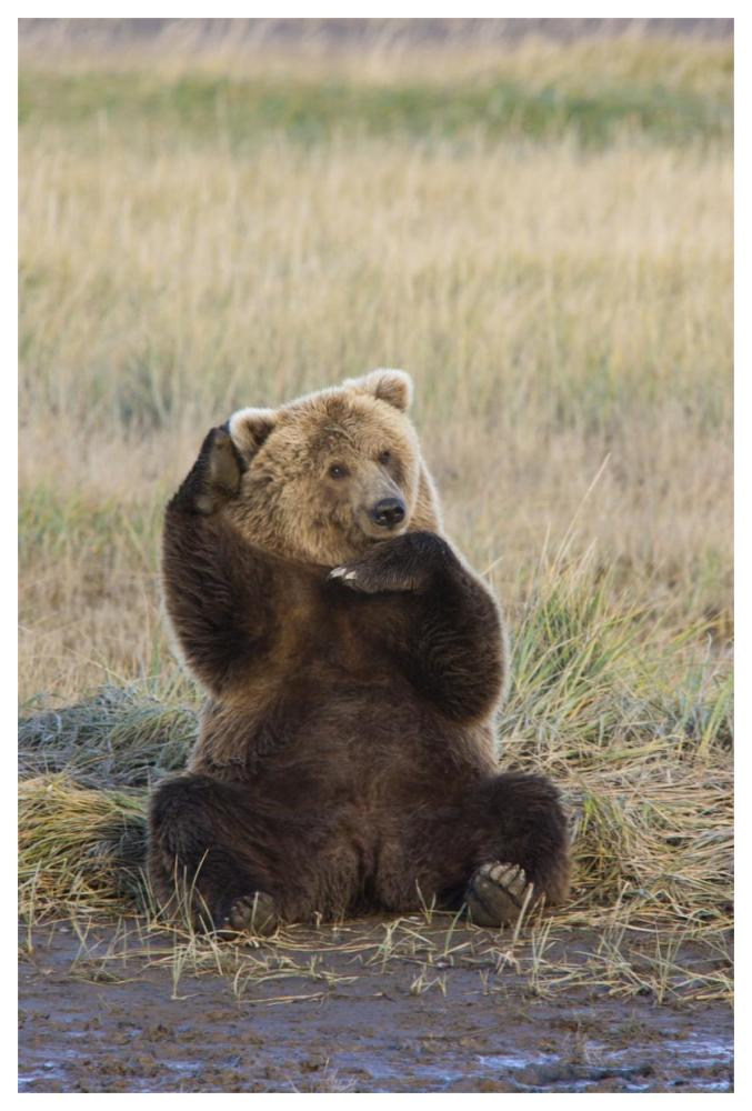 Grizzly Bear scratching ear, Katmai National Park, Alaska-Paper Art-42"x62"