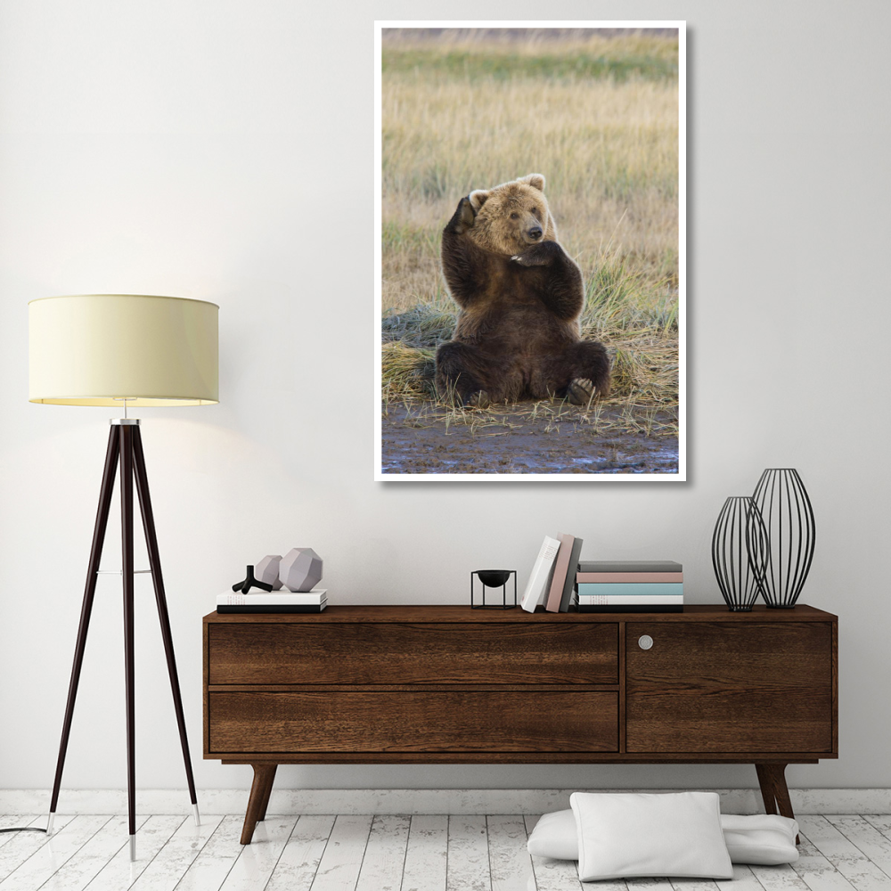 Grizzly Bear scratching ear, Katmai National Park, Alaska-Paper Art-42&quotx62"