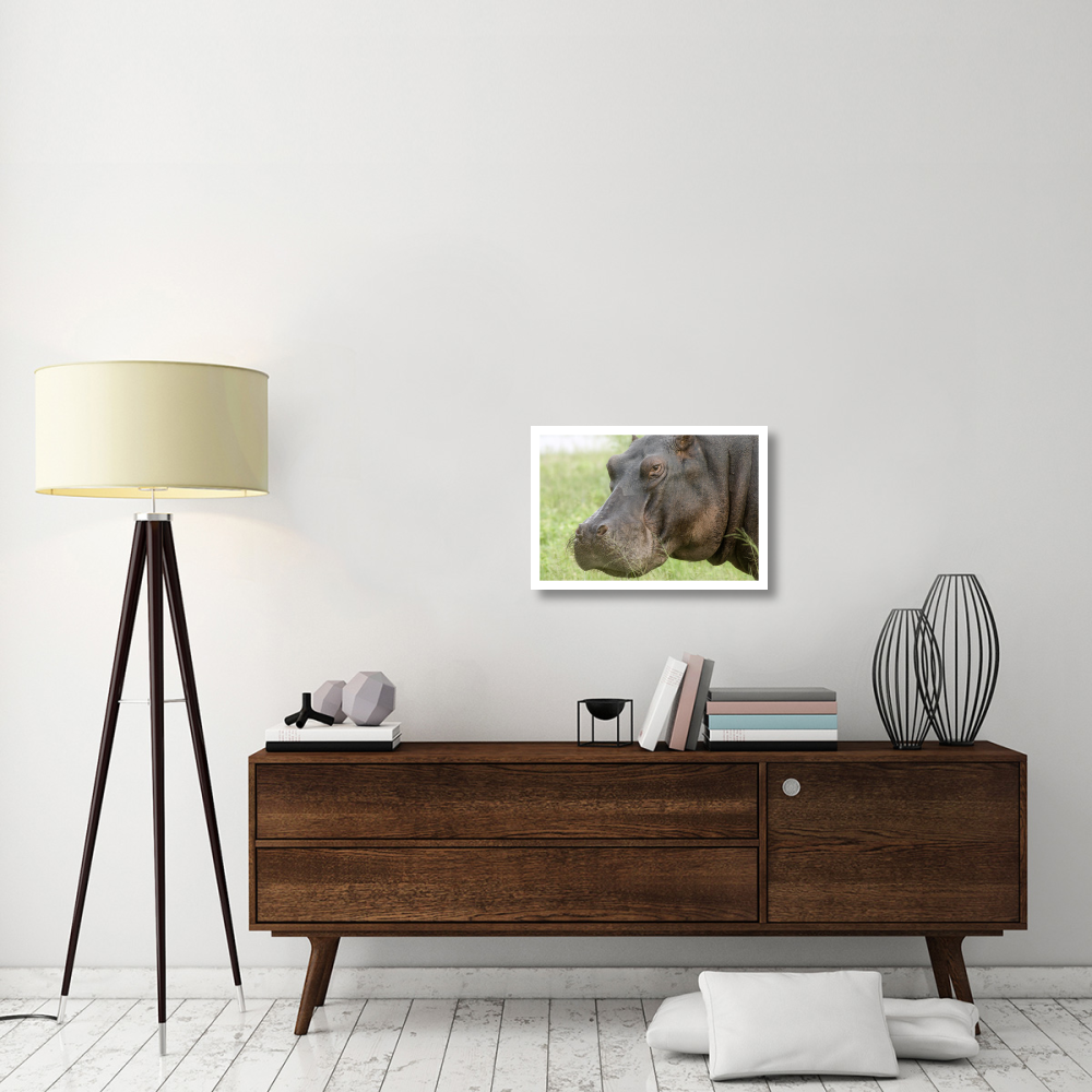 Hippopotamus face showing whiskers, Okavango Delta, Botswana-Paper Art-26&quotx18"