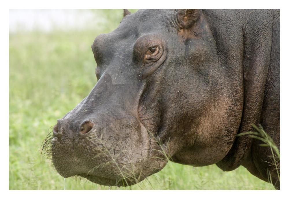 Hippopotamus face showing whiskers, Okavango Delta, Botswana-Paper Art-32"x22"