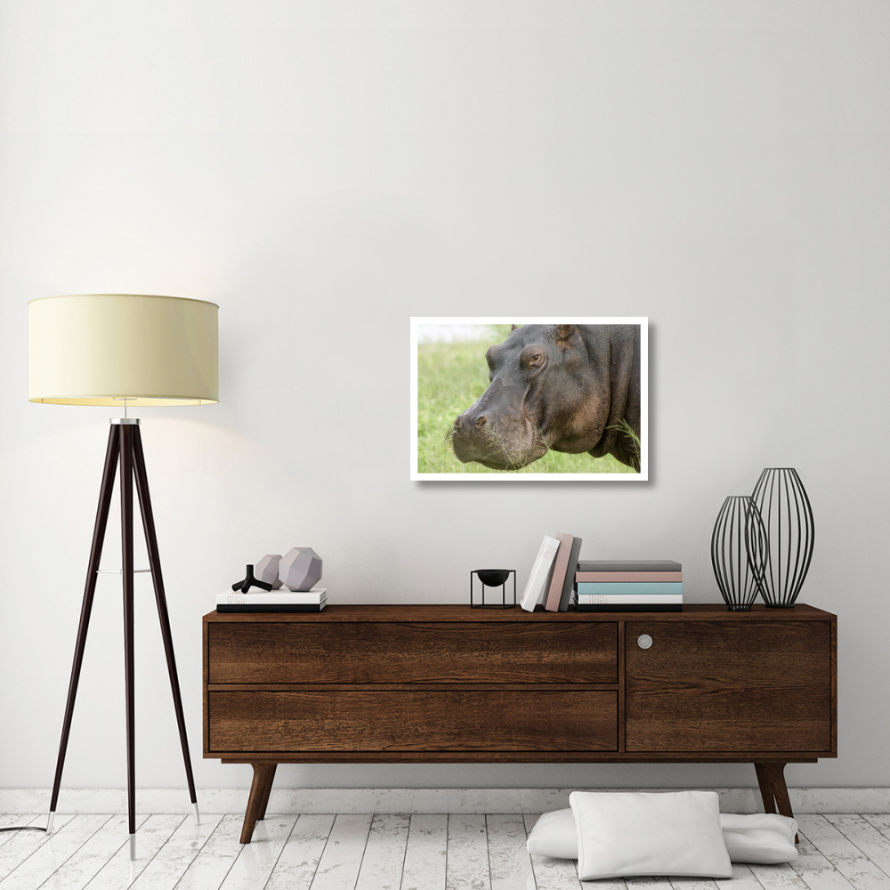 Hippopotamus face showing whiskers, Okavango Delta, Botswana-Paper Art-32&quotx22"