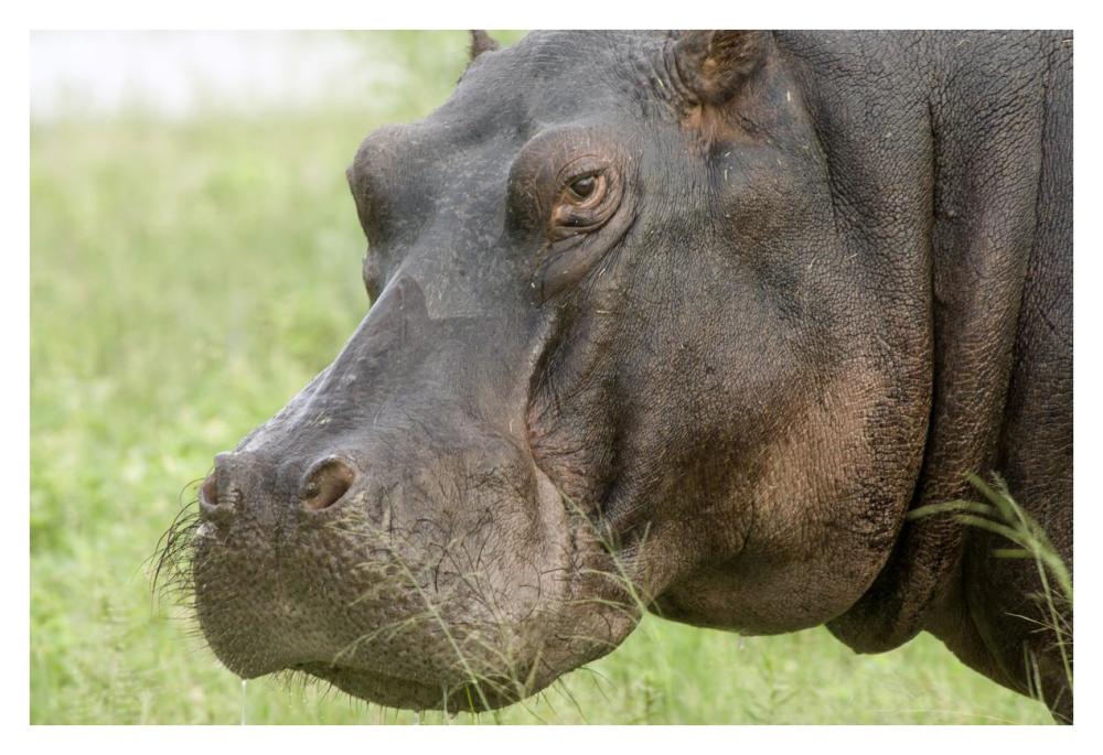 Hippopotamus face showing whiskers, Okavango Delta, Botswana-Paper Art-38"x26"