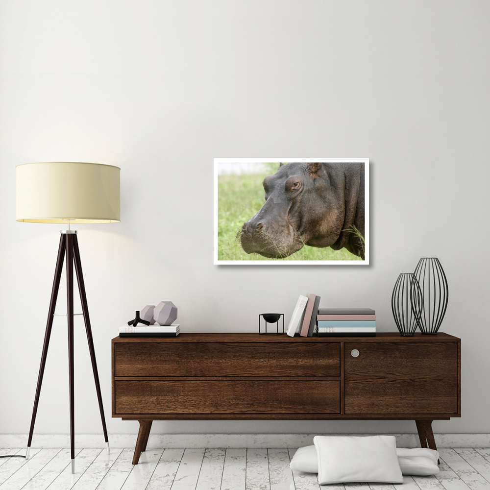 Hippopotamus face showing whiskers, Okavango Delta, Botswana-Paper Art-38&quotx26"