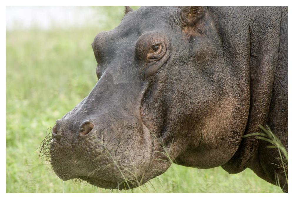 Hippopotamus face showing whiskers, Okavango Delta, Botswana-Paper Art-50"x34"