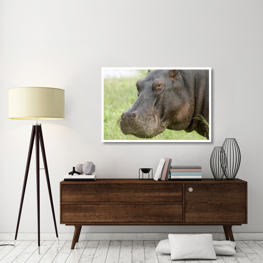 Hippopotamus face showing whiskers, Okavango Delta, Botswana-Paper Art-50&quotx34"