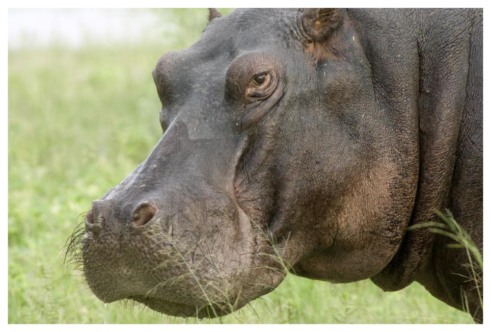 Hippopotamus face showing whiskers, Okavango Delta, Botswana-Paper Art-62"x42"