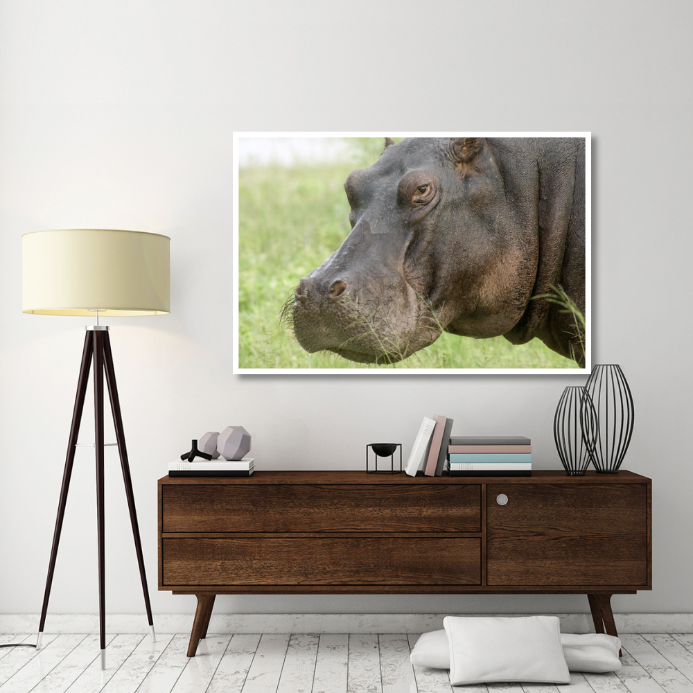Hippopotamus face showing whiskers, Okavango Delta, Botswana-Paper Art-62&quotx42"