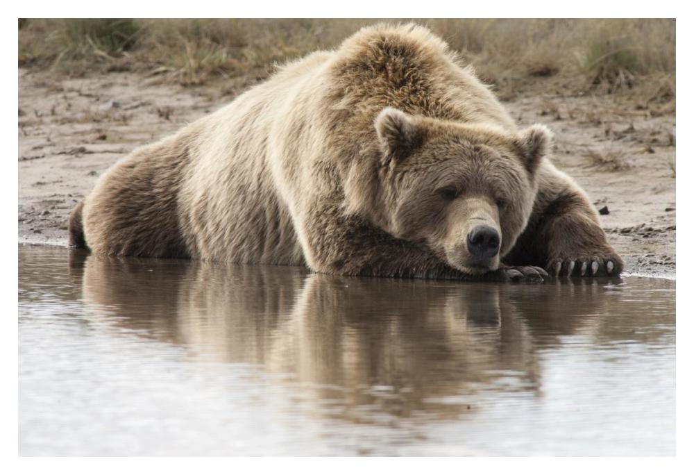 Grizzly Bear sleeping on shore, Katmai National Park, Alaska-Paper Art-20"x14"
