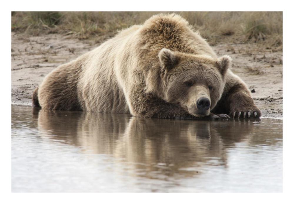 Grizzly Bear sleeping on shore, Katmai National Park, Alaska-Paper Art-26"x18"