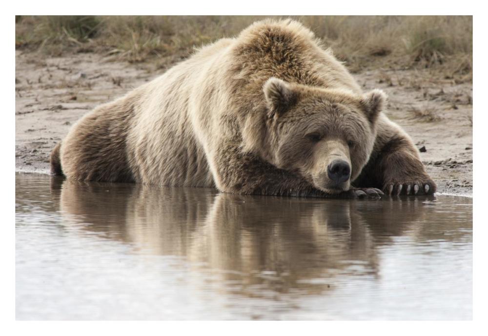 Grizzly Bear sleeping on shore, Katmai National Park, Alaska-Paper Art-32"x22"