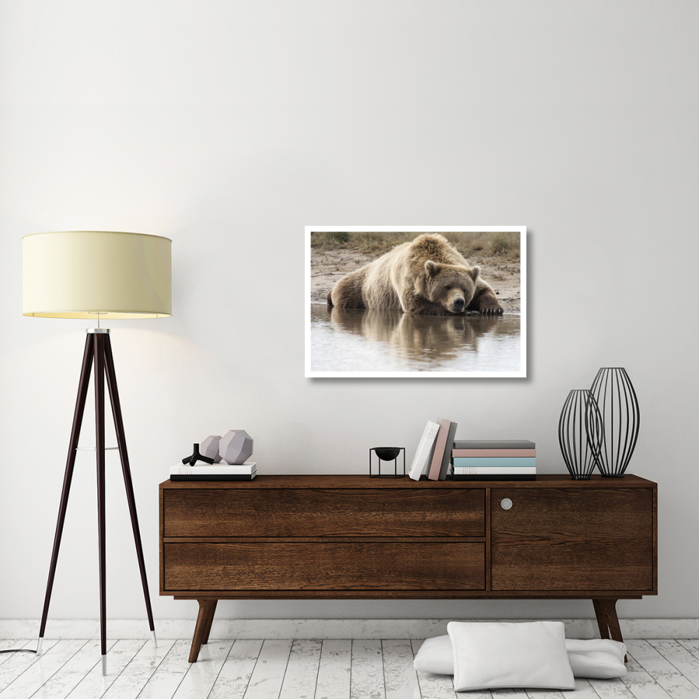 Grizzly Bear sleeping on shore, Katmai National Park, Alaska-Paper Art-38&quotx26"