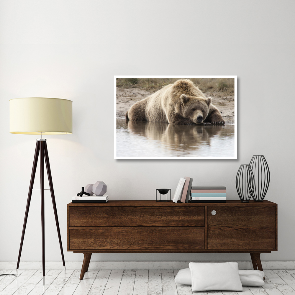 Grizzly Bear sleeping on shore, Katmai National Park, Alaska-Paper Art-50&quotx34"