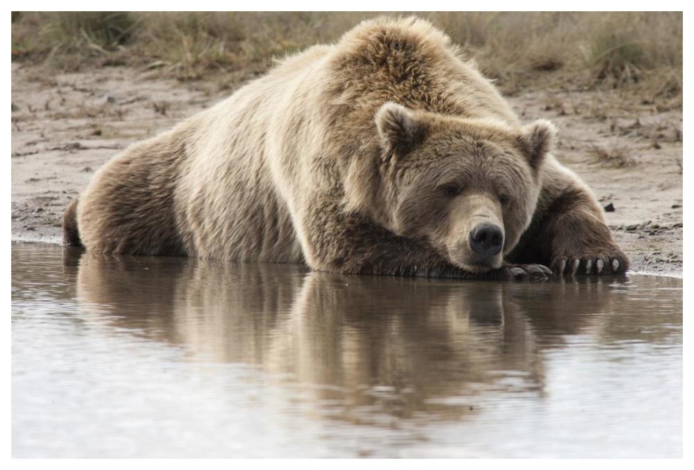 Grizzly Bear sleeping on shore, Katmai National Park, Alaska-Paper Art-62"x42"
