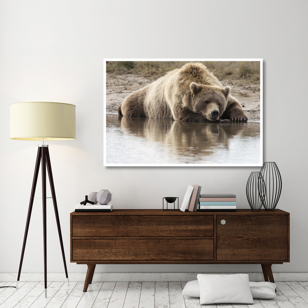 Grizzly Bear sleeping on shore, Katmai National Park, Alaska-Paper Art-62&quotx42"