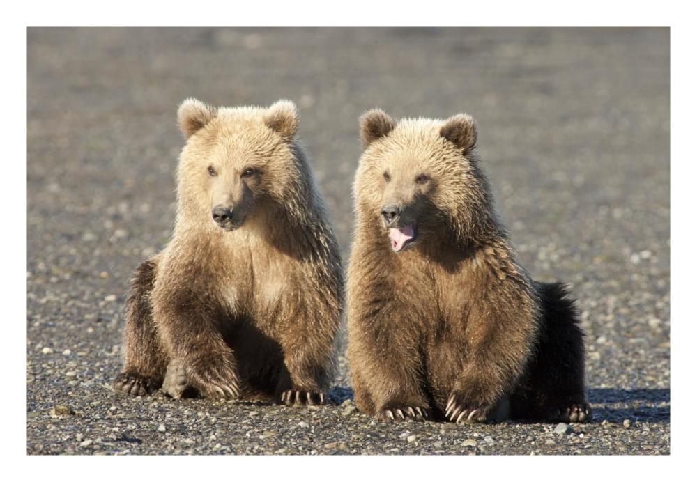 Grizzly Bear cubs, one yawning, Katmai National Park, Alaska-Paper Art-26"x18"