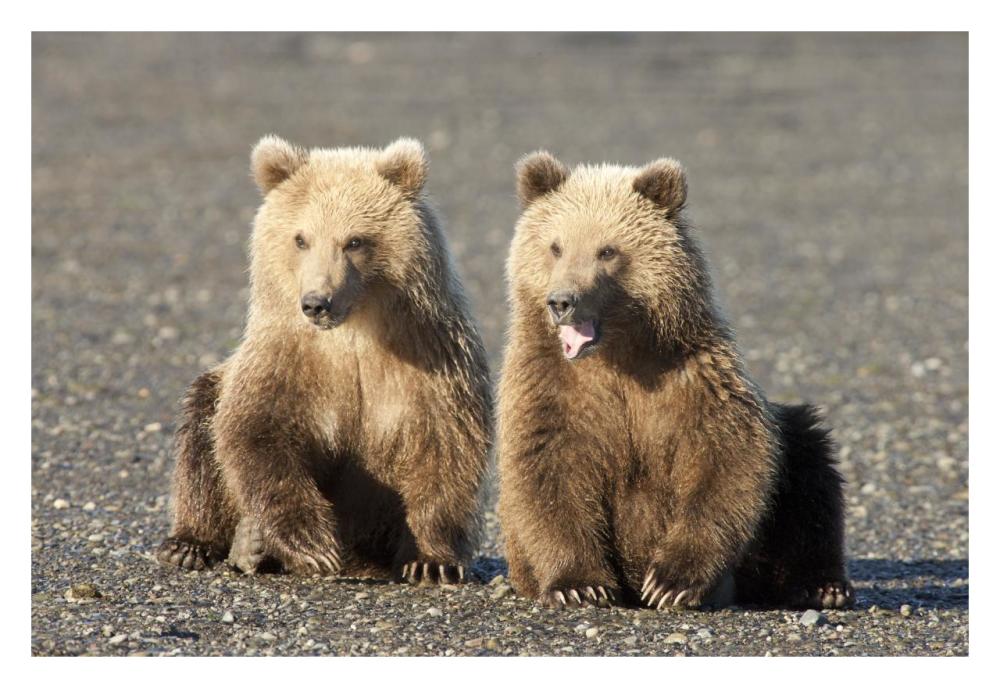 Grizzly Bear cubs, one yawning, Katmai National Park, Alaska-Paper Art-32"x22"
