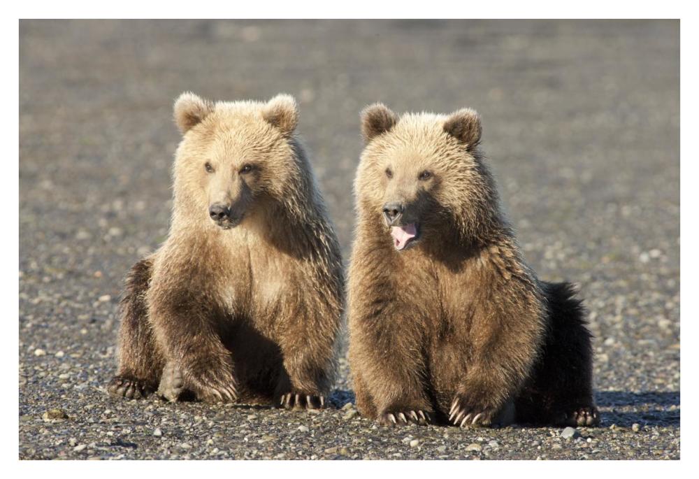 Grizzly Bear cubs, one yawning, Katmai National Park, Alaska-Paper Art-38"x26"