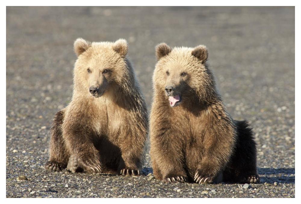 Grizzly Bear cubs, one yawning, Katmai National Park, Alaska-Paper Art-50"x34"