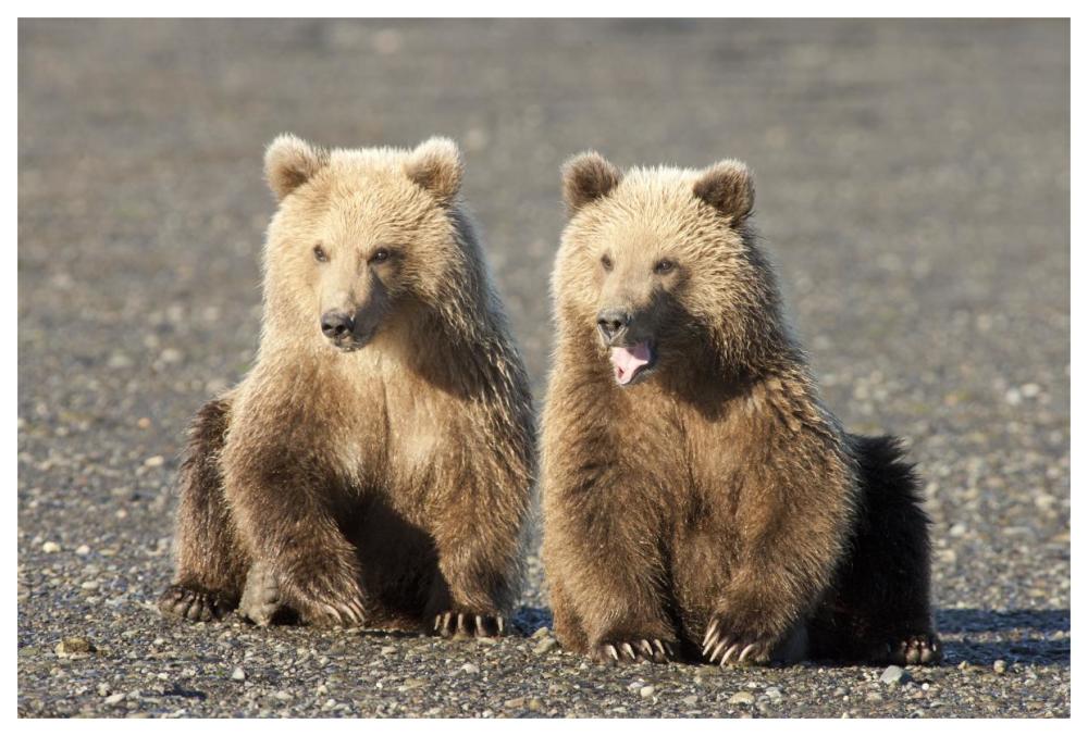 Grizzly Bear cubs, one yawning, Katmai National Park, Alaska-Paper Art-62"x42"