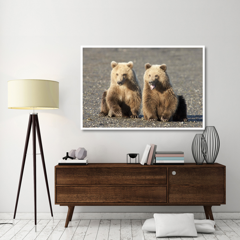 Grizzly Bear cubs, one yawning, Katmai National Park, Alaska-Paper Art-62&quotx42"