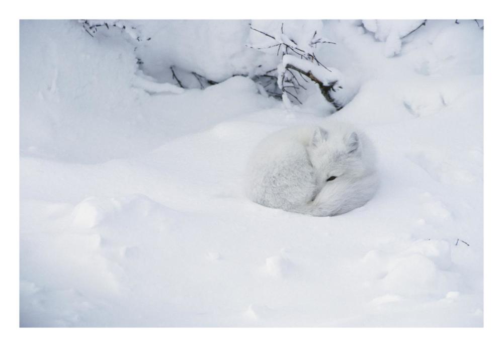 Arctic Fox curled up in the snow, Churchill, Manitoba, Canada-Paper Art-26"x18"