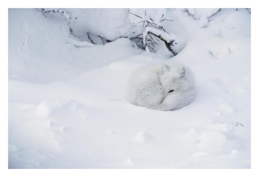 Arctic Fox curled up in the snow, Churchill, Manitoba, Canada-Paper Art-32"x22"
