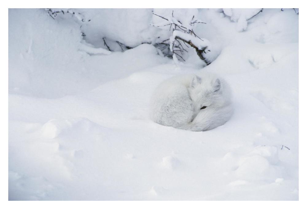 Arctic Fox curled up in the snow, Churchill, Manitoba, Canada-Paper Art-38"x26"