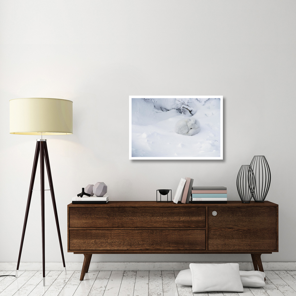 Arctic Fox curled up in the snow, Churchill, Manitoba, Canada-Paper Art-38&quotx26"