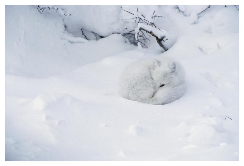 Arctic Fox curled up in the snow, Churchill, Manitoba, Canada-Paper Art-50"x34"