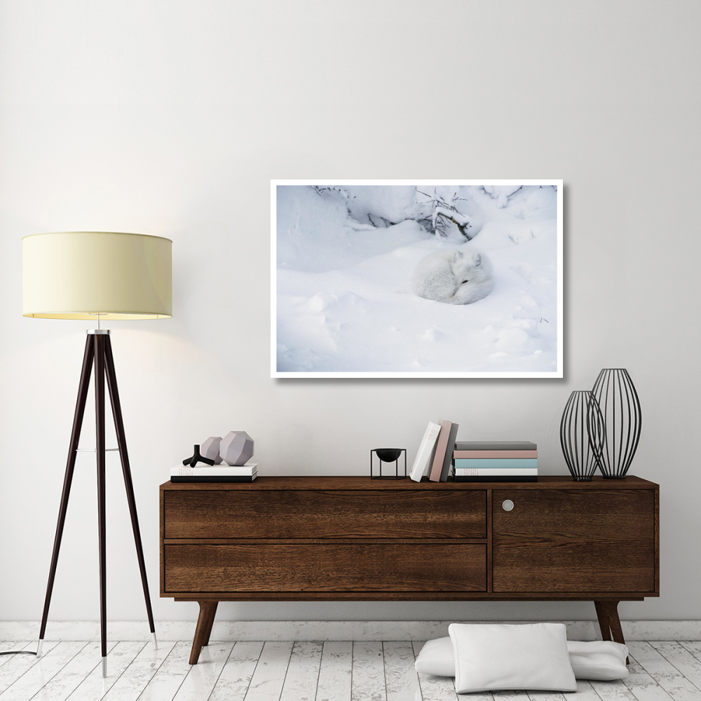 Arctic Fox curled up in the snow, Churchill, Manitoba, Canada-Paper Art-50&quotx34"