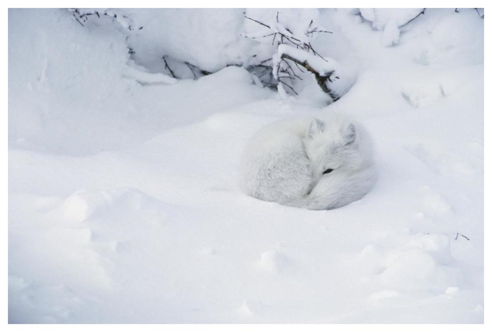 Arctic Fox curled up in the snow, Churchill, Manitoba, Canada-Paper Art-62"x42"