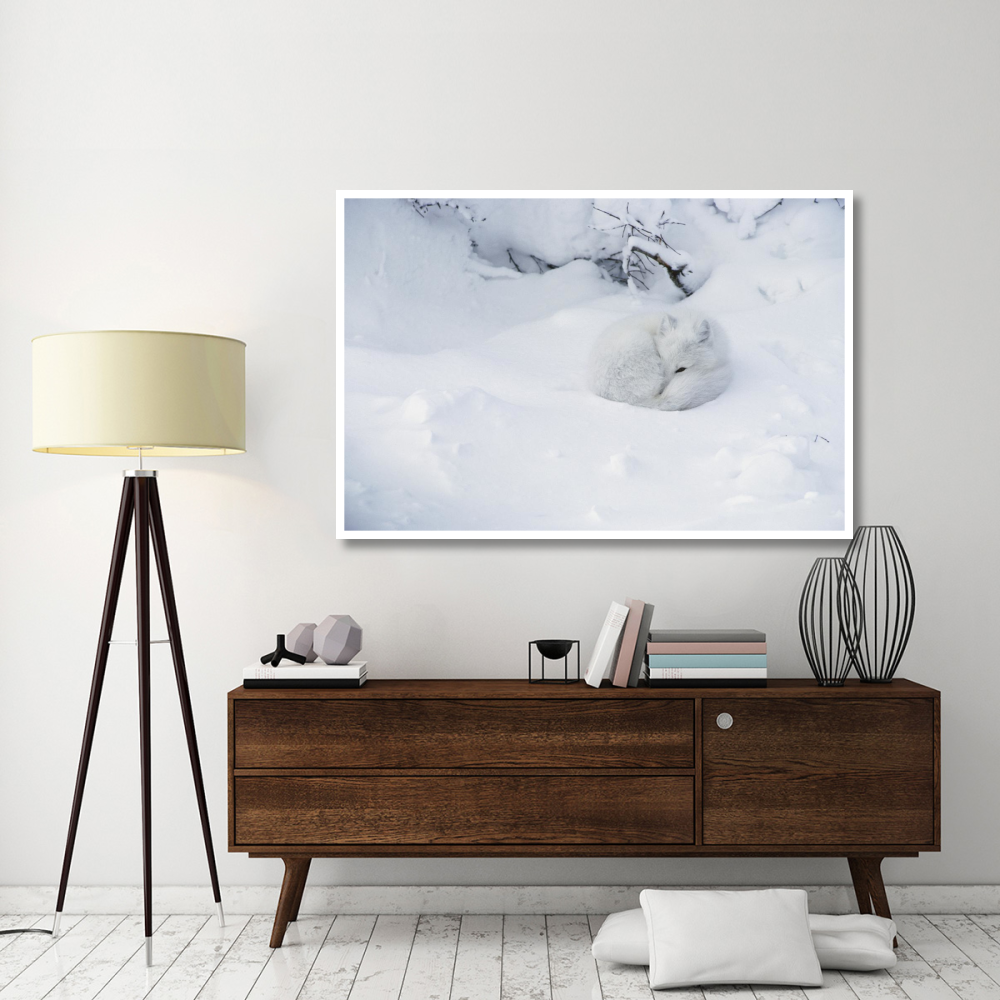 Arctic Fox curled up in the snow, Churchill, Manitoba, Canada-Paper Art-62&quotx42"