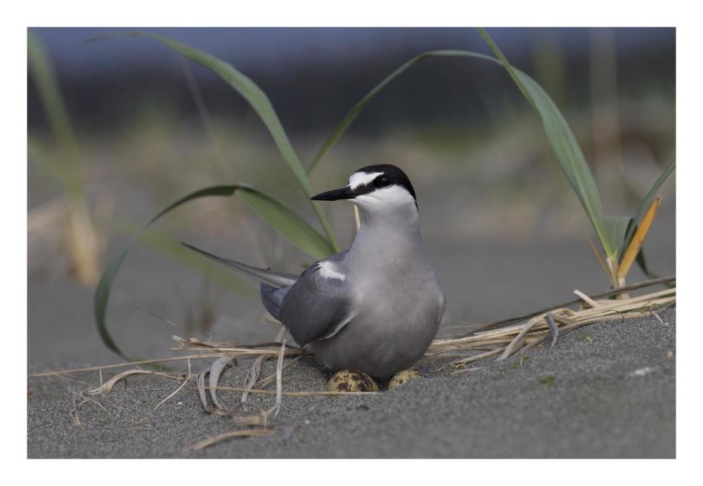 Aleutian Tern on ground nest with single egg, Yakutat, Alaska-Paper Art-26"x18"