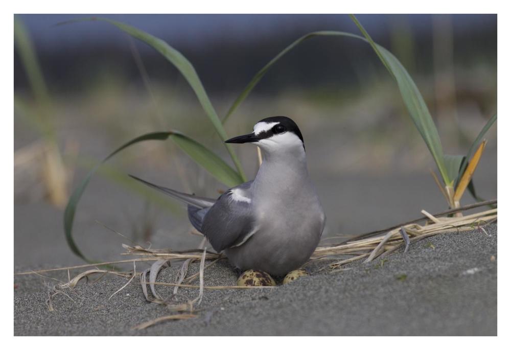 Aleutian Tern on ground nest with single egg, Yakutat, Alaska-Paper Art-38"x26"