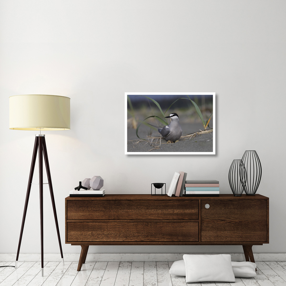 Aleutian Tern on ground nest with single egg, Yakutat, Alaska-Paper Art-38&quotx26"