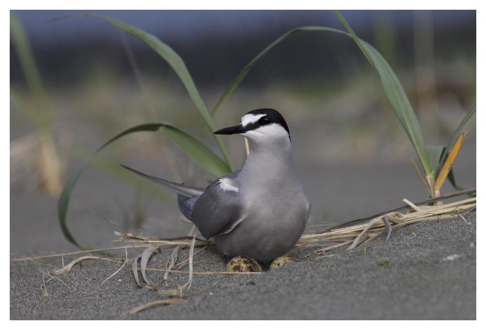 Aleutian Tern on ground nest with single egg, Yakutat, Alaska-Paper Art-50"x34"