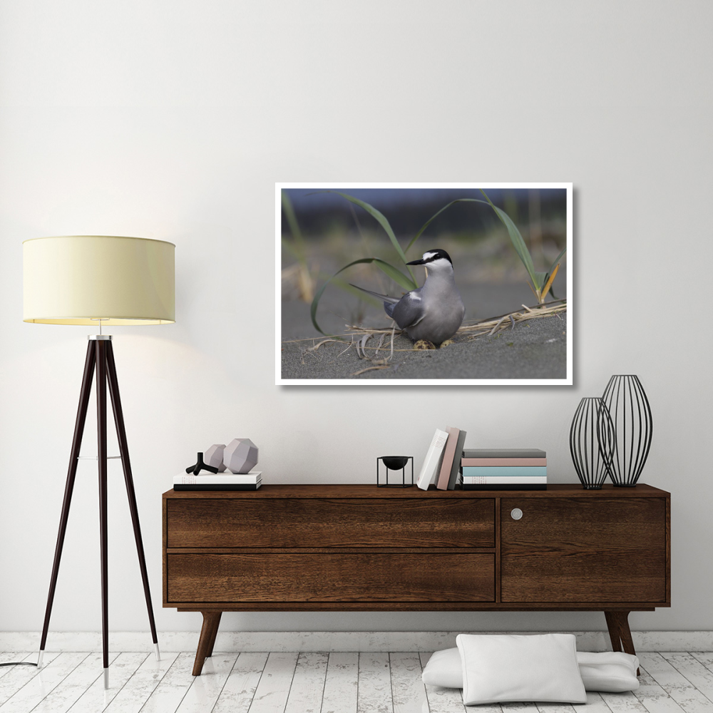 Aleutian Tern on ground nest with single egg, Yakutat, Alaska-Paper Art-50&quotx34"