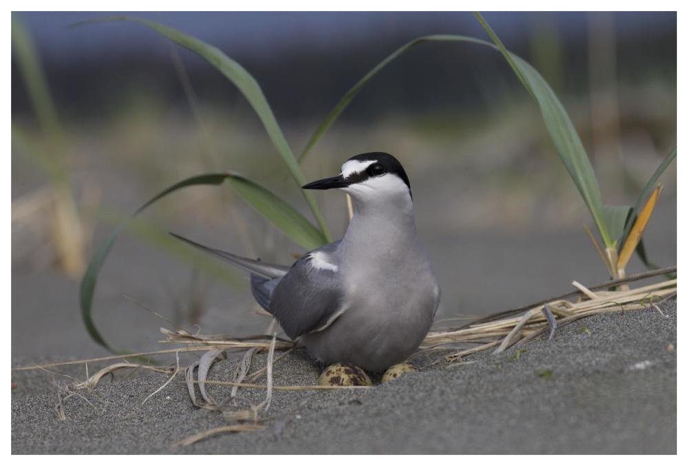 Aleutian Tern on ground nest with single egg, Yakutat, Alaska-Paper Art-62"x42"